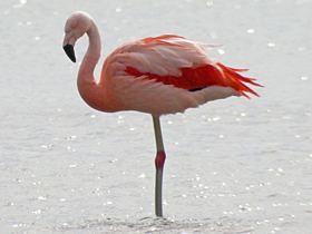 Chilean flamingo Chilean Flamingo gobirdingeu