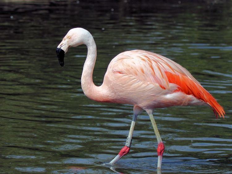 Chilean flamingo CHILEAN FLAMINGO WWT SLIMBRIDGE