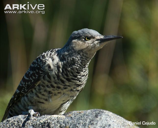 Chilean flicker Chilean flicker videos photos and facts Colaptes pitius ARKive