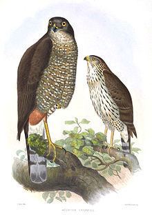 Chilean hawk httpsuploadwikimediaorgwikipediacommonsthu