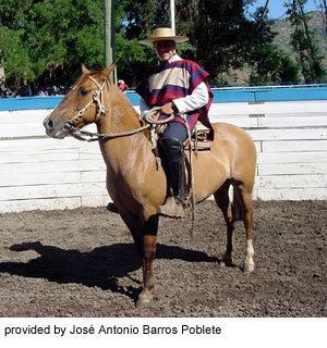 Chilean horse wwwansiokstateedubreedshorseschileancorraler