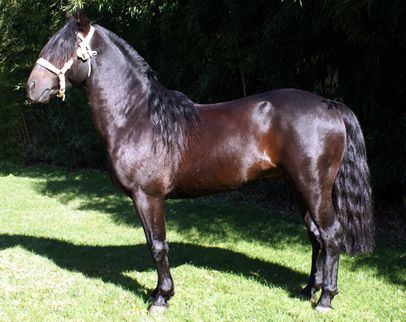 Chilean horse 1000 images about Equine Chilean horse on Pinterest Back to