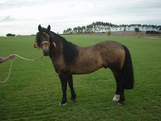Chilean horse Chilean Horse QampA Blog