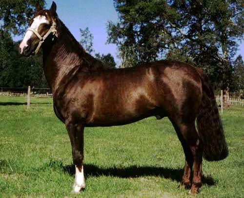 Chilean horse Chilean Corralero Horse