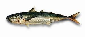 Chilean jack mackerel FAO Fisheries amp Aquaculture Species Fact Sheets Trachurus