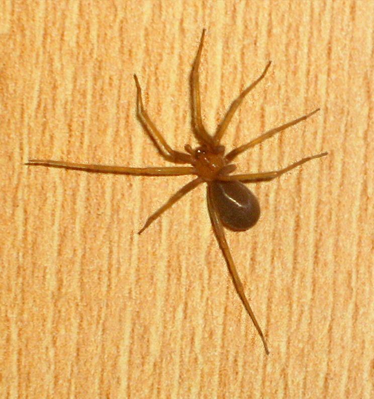 Chilean recluse spider httpsuploadwikimediaorgwikipediacommonsaa