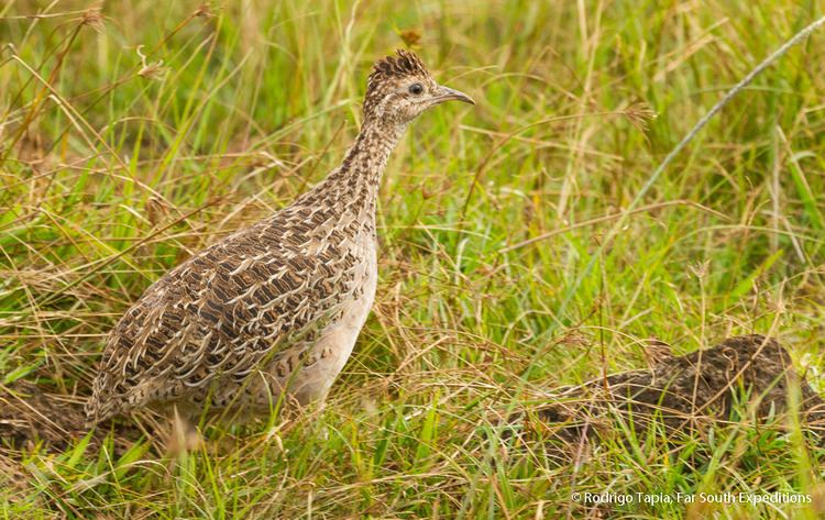 Chilean tinamou Chilean Tinamou Nothoprocta perdicaria Central Chile Far South