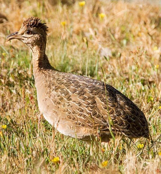 Chilean tinamou Surfbirds Online Photo Gallery Search Results