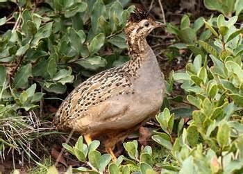 Chilean tinamou More on Nothoprocta perdicaria Chilean Tinamou