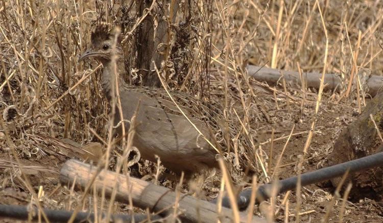 Chilean tinamou Chilean Tinamou Nothoprocta perdicaria videos photos and sound