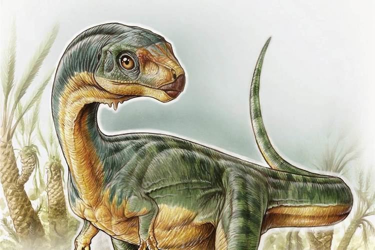 Chilesaurus Chilesaurus Dinosaur a 39Jigsaw Puzzle39 of Weird Traits NBC News