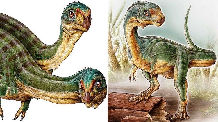 Chilesaurus Chilesaurus diegosuarezi the platypus dinosaur YouTube