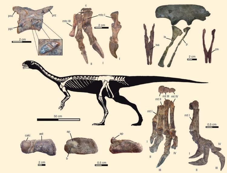 Chilesaurus Chilesaurus diegosuarezi New Herbivorous Dinosaur Discovered in