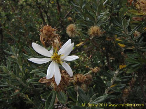 Chiliotrichum diffusum Description and images of Chiliotrichum diffusum a native