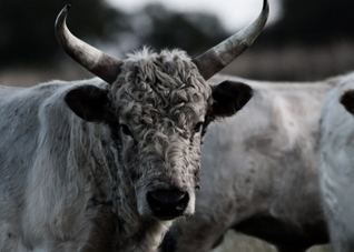Chillingham cattle Chillingham Wild Cattle