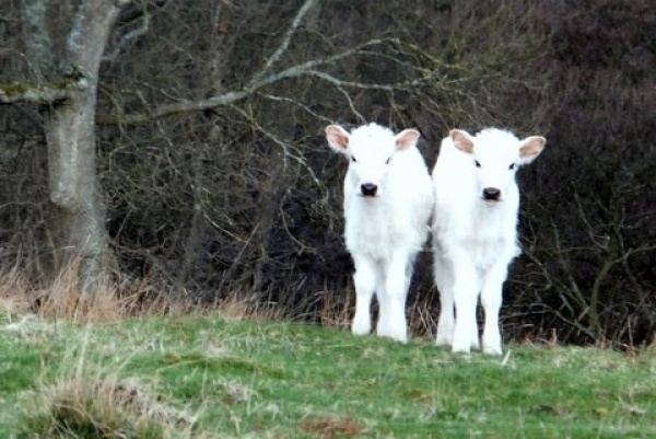 Chillingham cattle Chillingham Wild Cattle Nature and Wildlife in Alnwick Visit