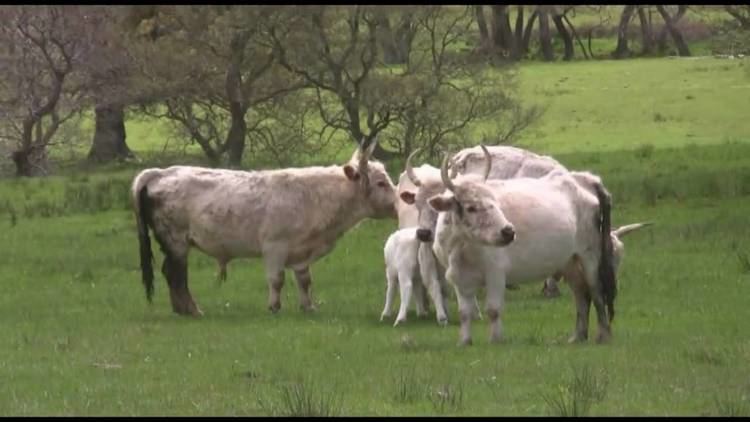 Chillingham cattle Chillingham Wild Cattle YouTube
