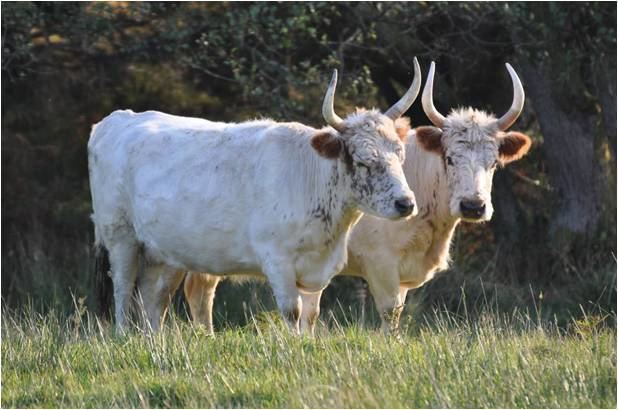 Chillingham cattle The Ladies Chillingham Wild Cattle