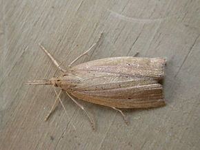 Chilo (moth) httpsuploadwikimediaorgwikipediacommonsthu