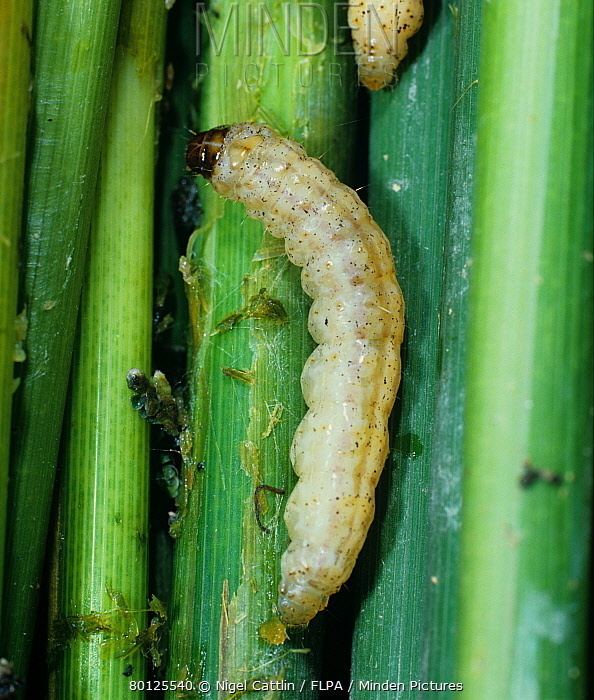 Chilo suppressalis Minden Pictures stock photos Striped rice borer Chilo supressalis