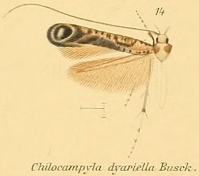 Chilocampyla dyariella