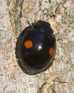 Chilocorus Chilocorus stigma Twicestabbed lady beetle Discover Life