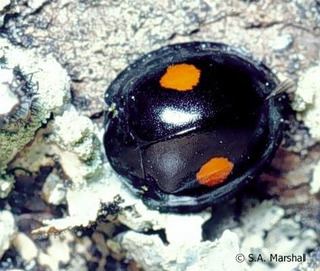 Chilocorus Chilocorus stigma Twicestabbed lady beetle Discover Life