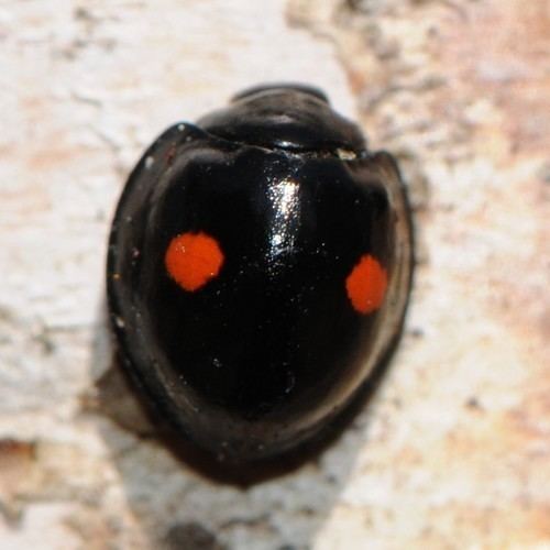 Chilocorus stigma Twicestabbed Lady Beetle Chilocorus stigma iNaturalistorg