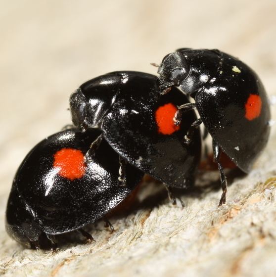 Chilocorus stigma Twicestabbed lady beetles Chilocorus stigma BugGuideNet