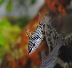 Chilodontidae (fish) httpsuploadwikimediaorgwikipediacommonsthu