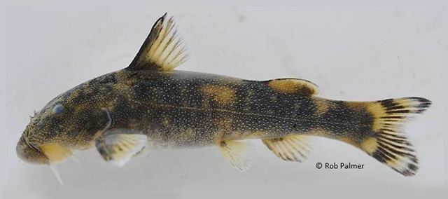 Chiloglanis Fish Identification