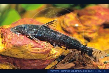 Chiloglanis Chiloglanis somereni alias Migori rapid catfish Hippocampus