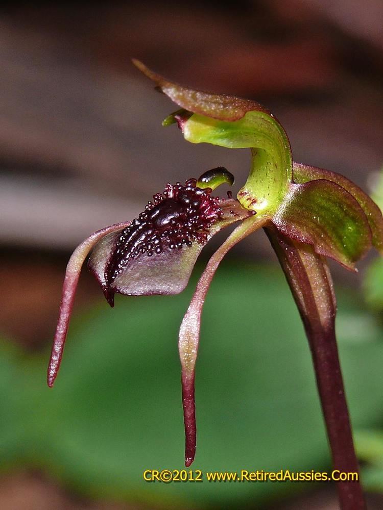 Chiloglottis NSW Chiloglottis trilabra Tall Wasp Orchid