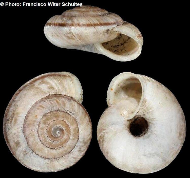 Chilostoma International Project for Teaching Malacology General Database