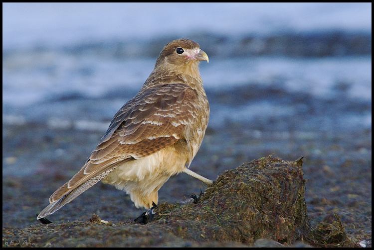 Chimango caracara Chimango Caracara Page