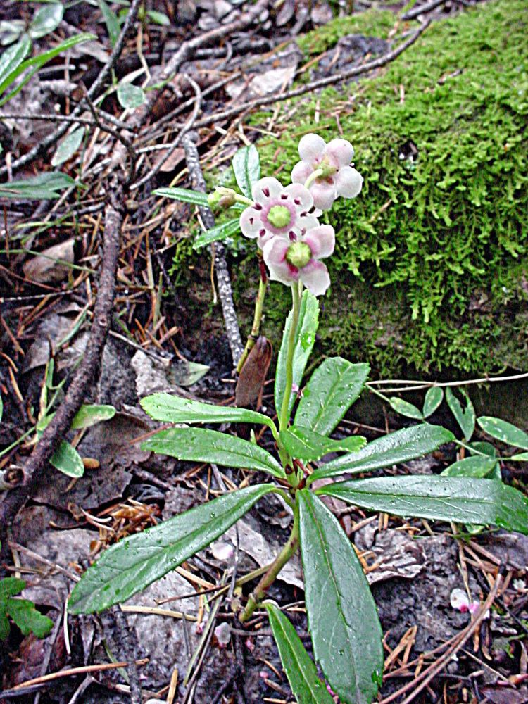 Chimaphila Vascular Plants of the Gila Wilderness Chimaphila umbellata var acuta
