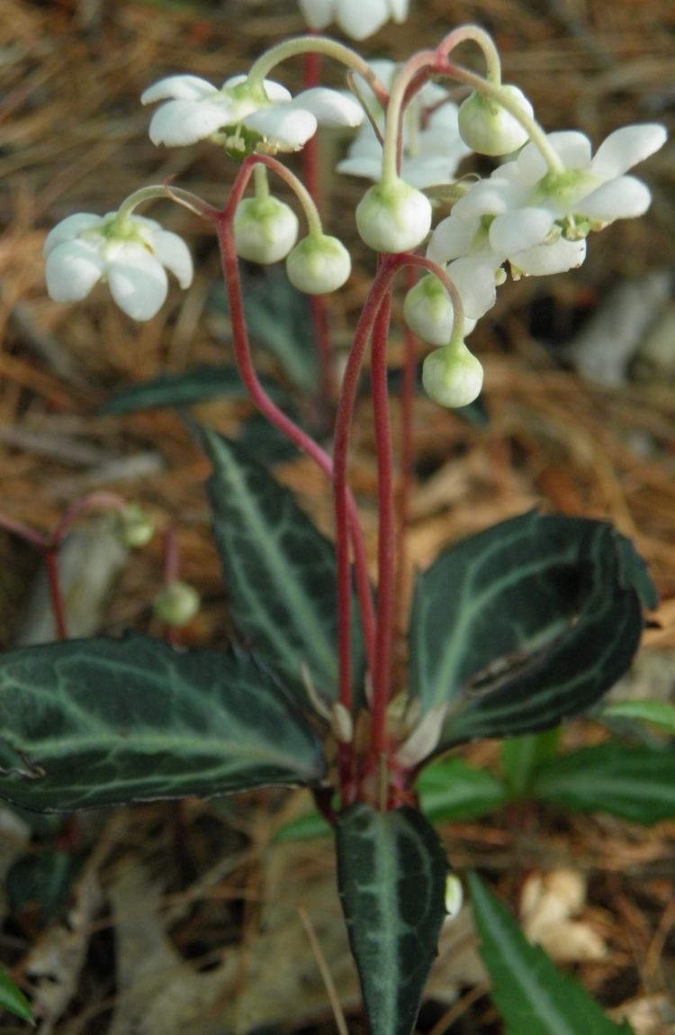 Chimaphila maculata AMCNH Chimaphila maculata Gallery amp Guide