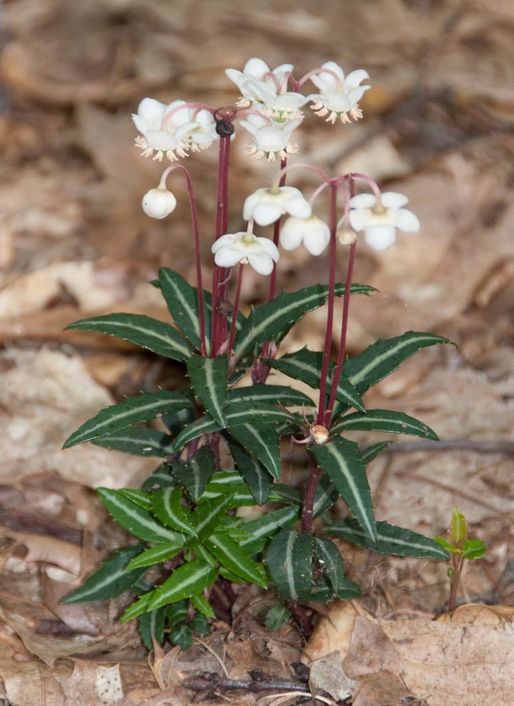 Chimaphila maculata Chimaphila maculata Spotted Wintergreen