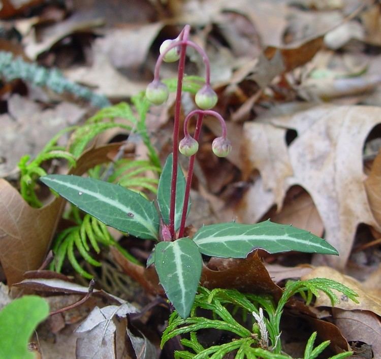 Chimaphila maculata httpsnewfss3amazonawscomtaxonimages1000s1