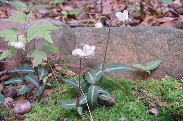 Chimaphila maculata Plants North Carolina Native Plant Society