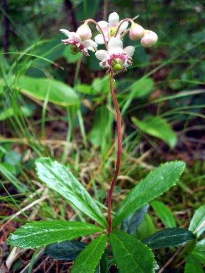 Chimaphila umbellata Flore du Qubec Common pipsissewa Chimaphila umbellata