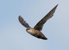 Chimney swift Chimney Swift Identification All About Birds Cornell Lab of