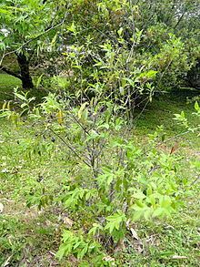 Chimonanthus salicifolius httpsuploadwikimediaorgwikipediacommonsthu
