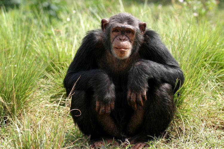 Chimpanzee Chimpanzee African Wildlife Foundation