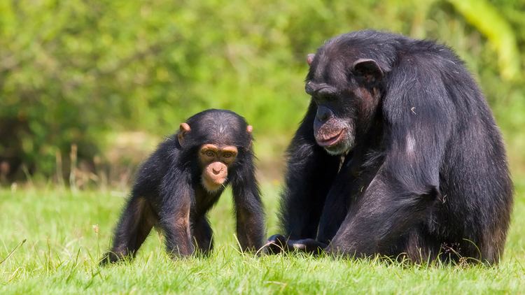 Chimpanzee chimpanzeewithbaby2jpg