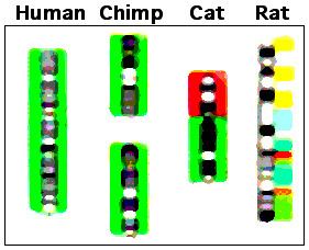 Chimpanzee genome project