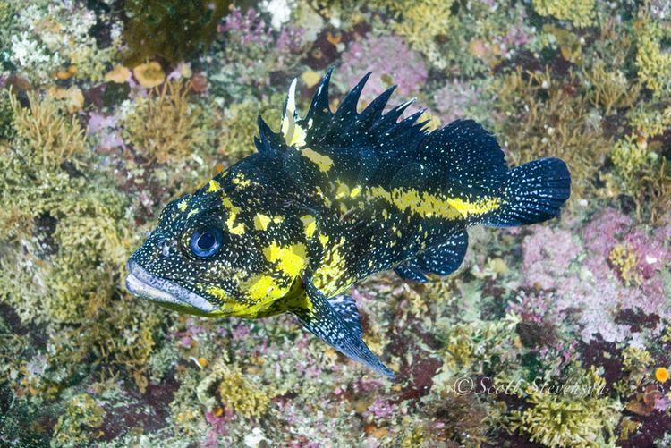 China rockfish China Rockfish Sebastes nebulosus Images www8armcom Underwater