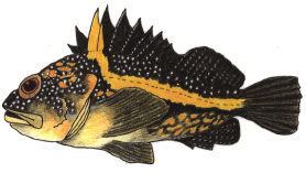 China rockfish Nearshore Finfish Profiles