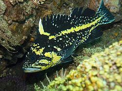 China rockfish httpsuploadwikimediaorgwikipediacommonsthu