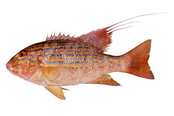 Chinamanfish fishesofaustralianetauImagesImageSymphorusNem